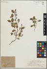 Foto von Salix hastata L. x Salix reticulata L.